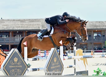 Caballo de salto Oldenburgo, Semental, 14 años, 172 cm, Castaño rojizo