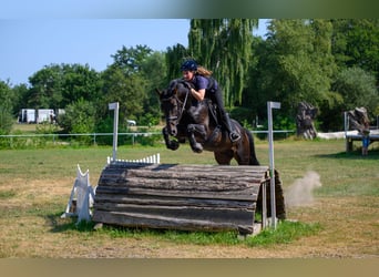 Caballo de salto Oldenburgo, Semental, 15 años, 168 cm, Morcillo