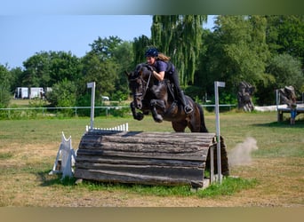 Caballo de salto Oldenburgo, Semental, 16 años, 168 cm, Morcillo