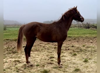 Caballo de salto Oldenburgo, Semental, 1 año, 150 cm, Alazán-tostado