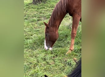 Caballo de salto Oldenburgo, Semental, 1 año, 154 cm, Alazán