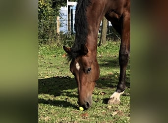 Caballo de salto Oldenburgo, Semental, 1 año, 162 cm, Castaño