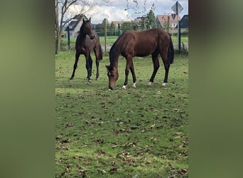 Caballo de salto Oldenburgo, Semental, 1 año, 162 cm, Castaño