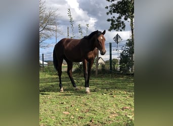 Caballo de salto Oldenburgo, Semental, 1 año, 162 cm, Castaño