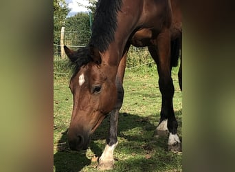 Caballo de salto Oldenburgo, Semental, 1 año, 162 cm, Castaño