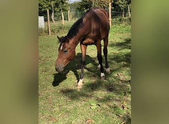 Caballo de salto Oldenburgo, Semental, 1 año, 162 cm, Castaño