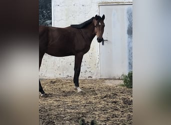 Caballo de salto Oldenburgo, Semental, 1 año, 162 cm, Castaño