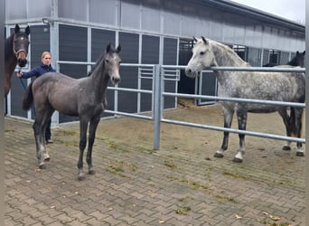 Caballo de salto Oldenburgo, Semental, 1 año, 165 cm, Tordo