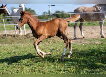 Caballo de salto Oldenburgo, Semental, 1 año, 168 cm, Alazán