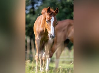 Caballo de salto Oldenburgo, Semental, 1 año, 168 cm, Alazán