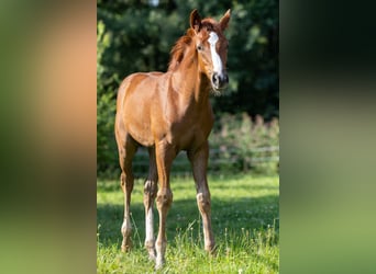 Caballo de salto Oldenburgo, Semental, 1 año, 168 cm, Alazán