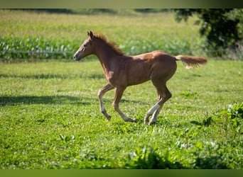 Caballo de salto Oldenburgo, Semental, 1 año, 168 cm, Alazán