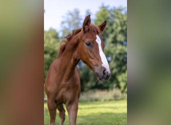 Caballo de salto Oldenburgo, Semental, 1 año, 168 cm, Alazán