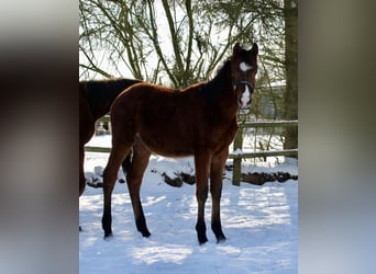 Caballo de salto Oldenburgo, Semental, 1 año, 168 cm, Castaño