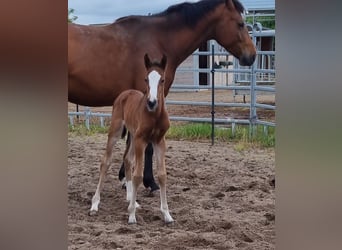 Caballo de salto Oldenburgo, Semental, 1 año, 169 cm, Castaño