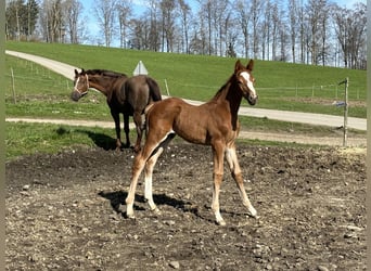 Caballo de salto Oldenburgo, Semental, 1 año, 170 cm, Alazán