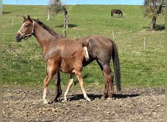 Caballo de salto Oldenburgo, Semental, 1 año, 170 cm, Alazán