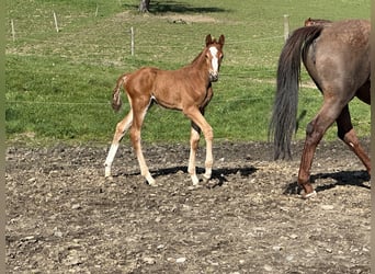 Caballo de salto Oldenburgo, Semental, 1 año, 170 cm, Alazán