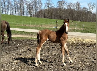 Caballo de salto Oldenburgo, Semental, 1 año, 170 cm, Alazán