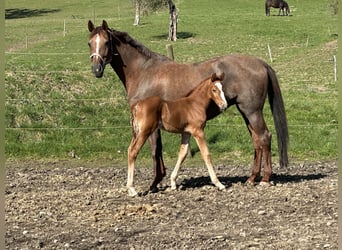 Caballo de salto Oldenburgo, Semental, 1 año, 170 cm, Alazán