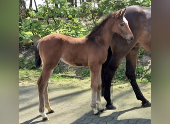 Caballo de salto Oldenburgo, Semental, 1 año, 170 cm, Castaño oscuro