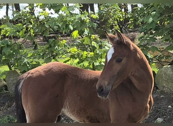 Caballo de salto Oldenburgo, Semental, 1 año, 170 cm, Castaño oscuro