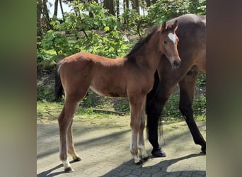 Caballo de salto Oldenburgo, Semental, 1 año, 170 cm, Castaño oscuro