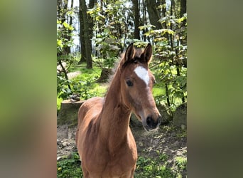 Caballo de salto Oldenburgo, Semental, 1 año, 170 cm, Castaño oscuro