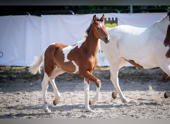 Caballo de salto Oldenburgo, Semental, 1 año, 170 cm, Tobiano-todas las-capas