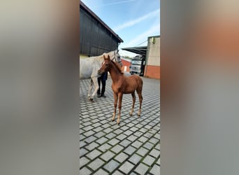 Caballo de salto Oldenburgo, Semental, 1 año, Alazán