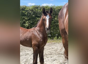 Caballo de salto Oldenburgo, Semental, 1 año, Alazán