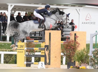 Caballo de salto Oldenburgo, Semental, 1 año, Alazán