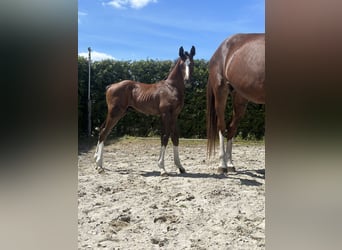 Caballo de salto Oldenburgo, Semental, 1 año, Alazán