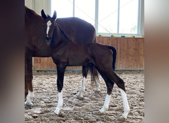 Caballo de salto Oldenburgo, Semental, 1 año, Alazán