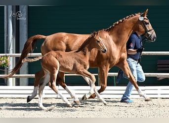 Caballo de salto Oldenburgo, Semental, 1 año, Alazán