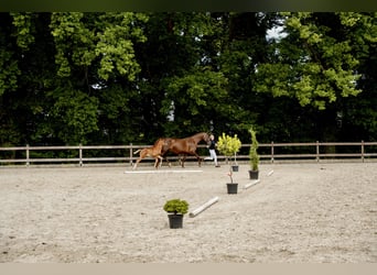 Caballo de salto Oldenburgo, Semental, 1 año, Alazán
