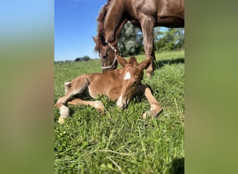 Caballo de salto Oldenburgo, Semental, 1 año, Alazán