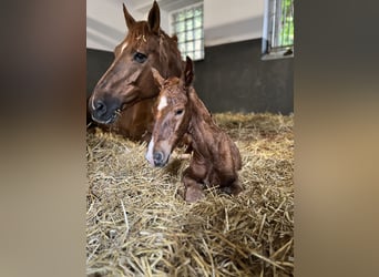 Caballo de salto Oldenburgo, Semental, 1 año, Alazán