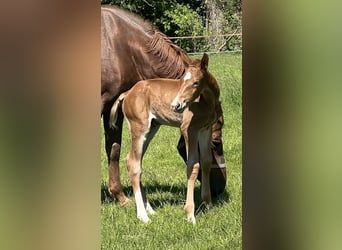 Caballo de salto Oldenburgo, Semental, 1 año, Alazán