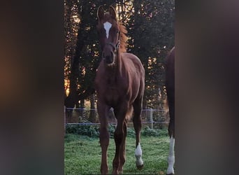 Caballo de salto Oldenburgo, Semental, 1 año, Alazán-tostado