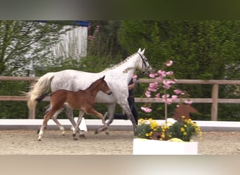 Caballo de salto Oldenburgo, Semental, 1 año, Castaño