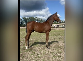 Caballo de salto Oldenburgo, Semental, 1 año, Castaño