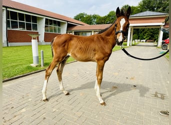 Caballo de salto Oldenburgo, Semental, 1 año, Castaño