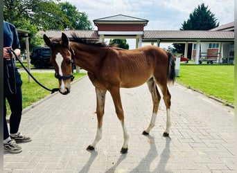 Caballo de salto Oldenburgo, Semental, 1 año, Castaño