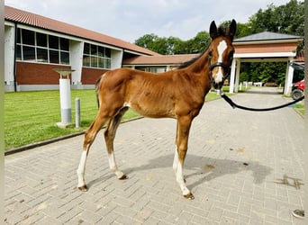 Caballo de salto Oldenburgo, Semental, 1 año, Castaño