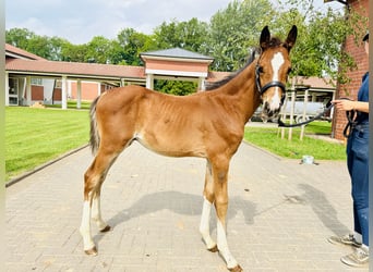 Caballo de salto Oldenburgo, Semental, 1 año, Castaño