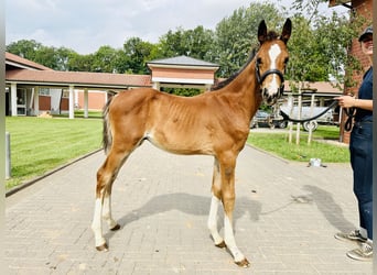 Caballo de salto Oldenburgo, Semental, 1 año, Castaño