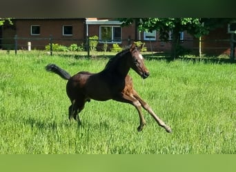 Caballo de salto Oldenburgo, Semental, 1 año, Castaño oscuro