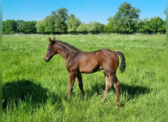 Caballo de salto Oldenburgo, Semental, 1 año, Castaño oscuro