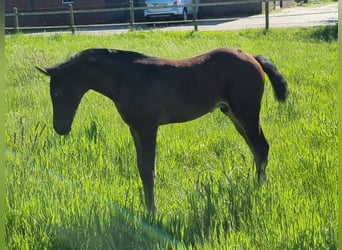 Caballo de salto Oldenburgo, Semental, 1 año, Castaño oscuro